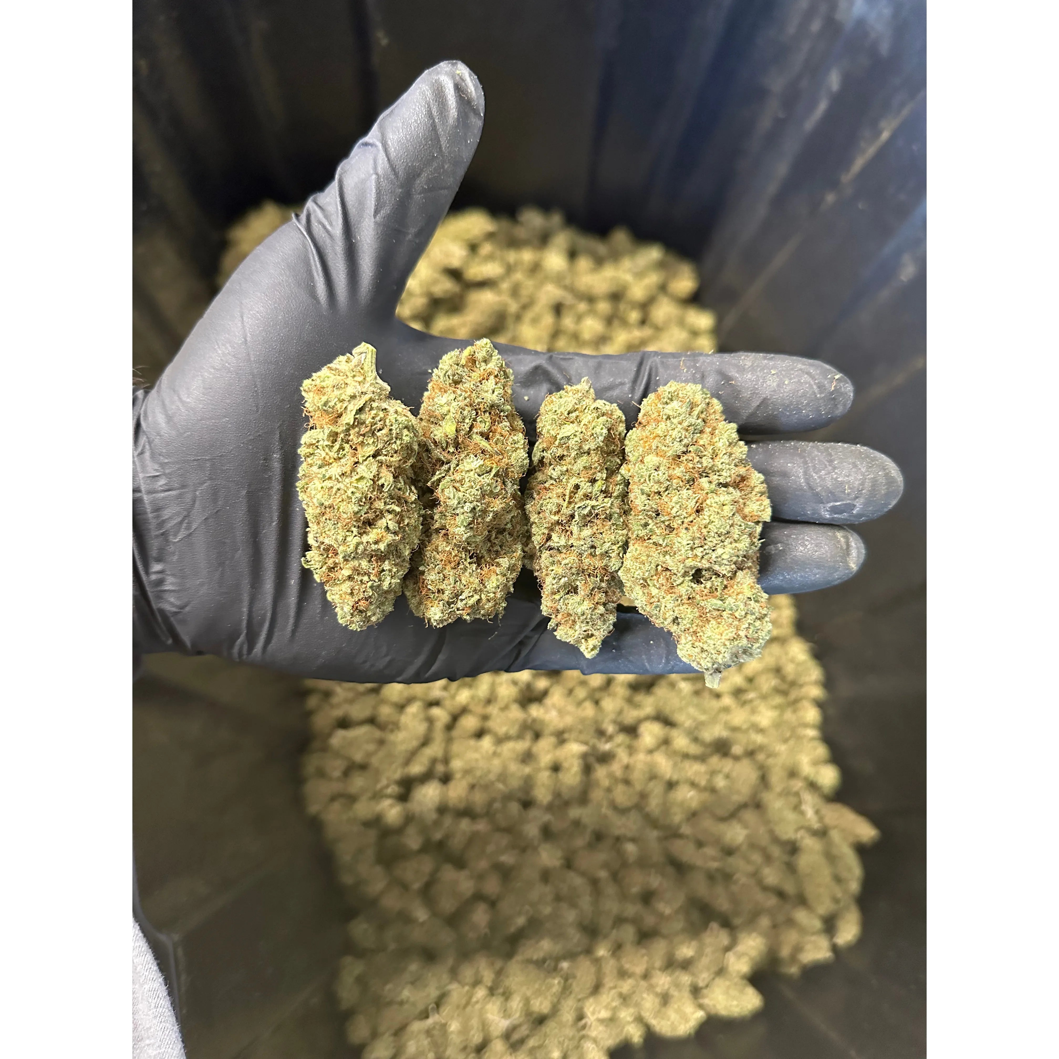 Indoor Grape Fizz Hemp Flower